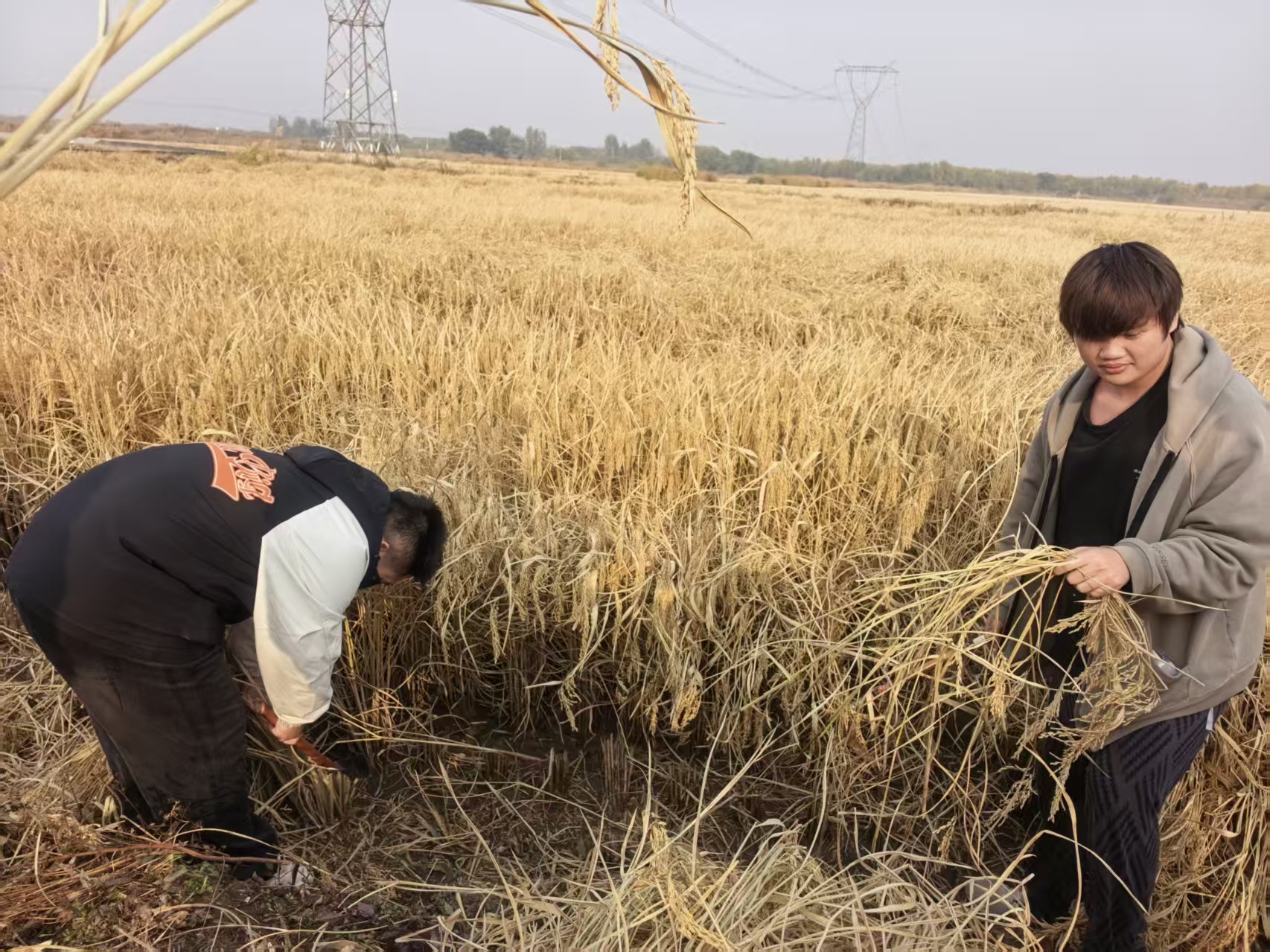 5学生参与稻田收割